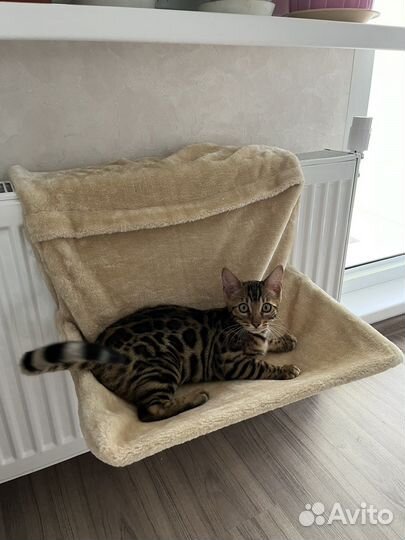 Гамак для кошек