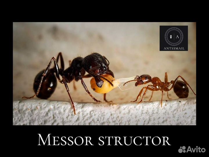 Messor structor/muticus (Степной муравей жнец)