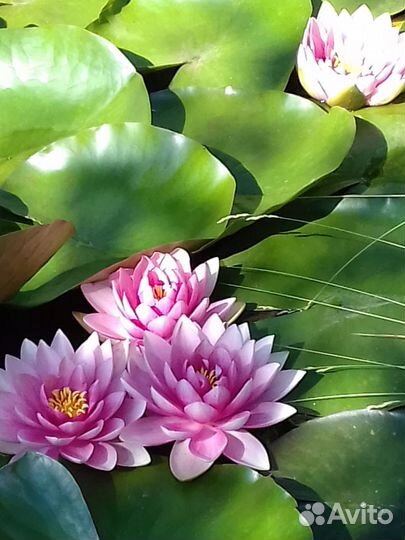 Водяная лилия,нимфея