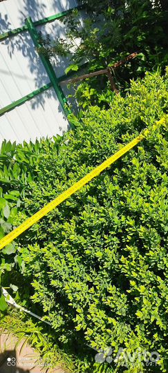 Самшит вечнозеленый 150см