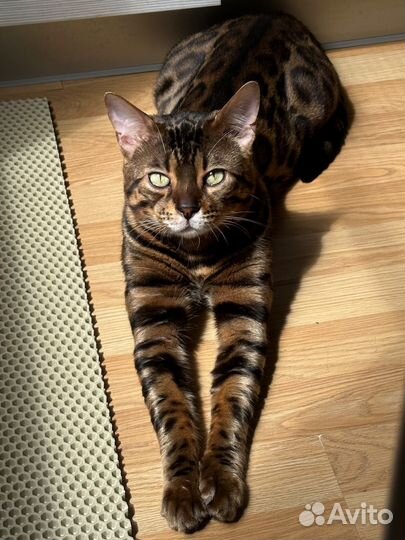 Вязка С красавчиком бенгалом