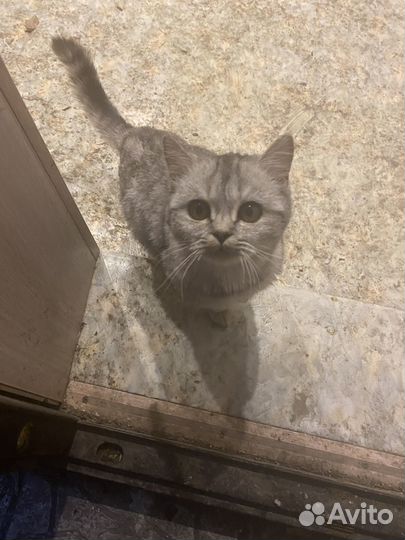 Британская