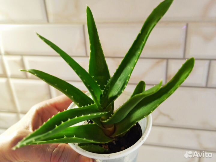 Суккуленты