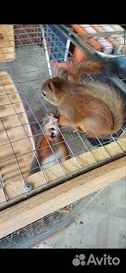Белки ручные, бельчата продаются
