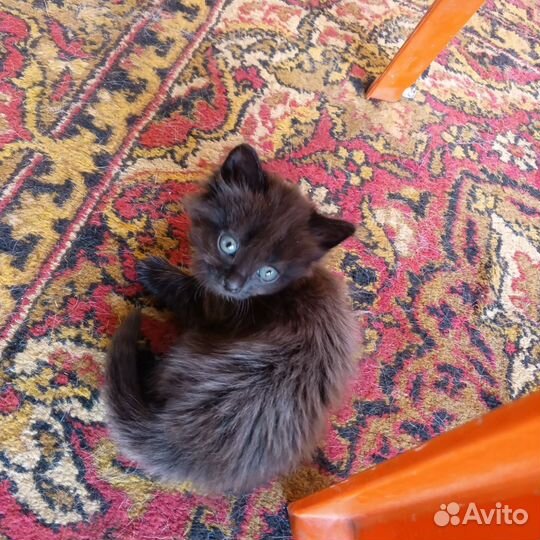 Котята нибелунги