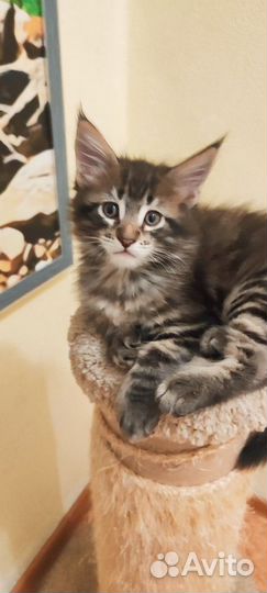 Котята мейн-кун