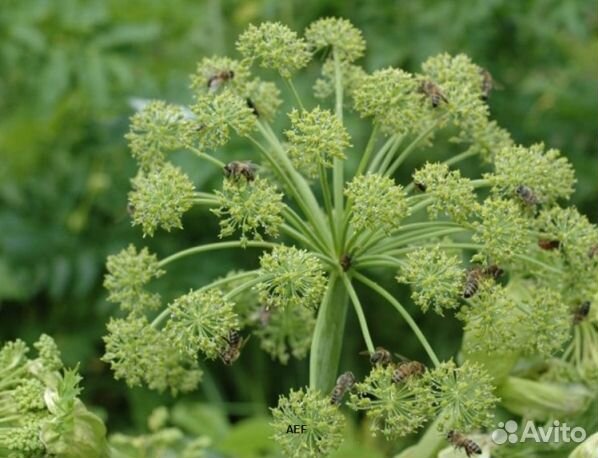 Мед 2024 года из Алтая опт