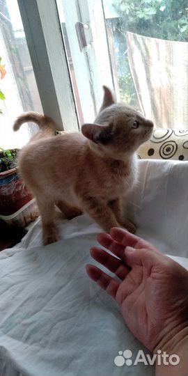 Котик в добрые руки