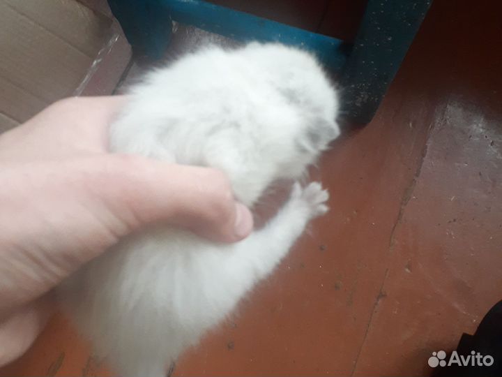 Отдам бесплатно котят скоттиш-страйт страйт