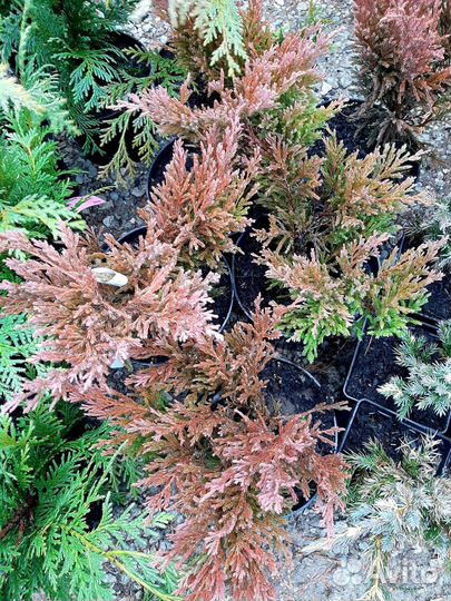 Можжевельник Лайм Глоу