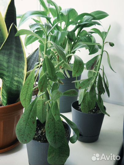 Синадениум рубра