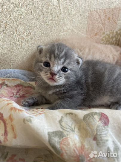 Британская