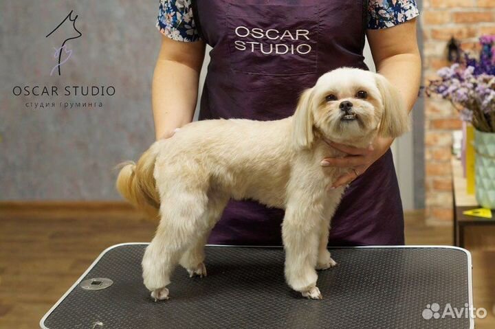 Стрижка собак бесплатно. Нужны модели