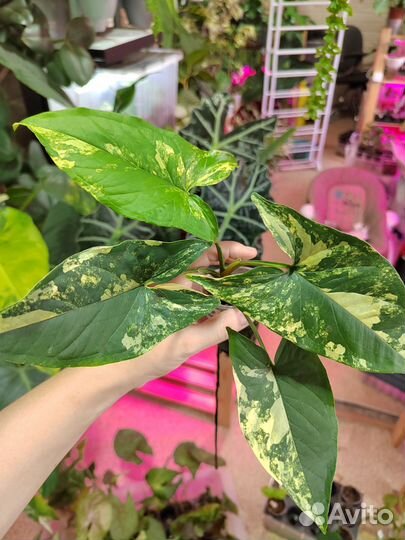 Сингониум разные сорта