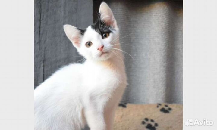 Милая девочка 2.5мес. в добоые руки