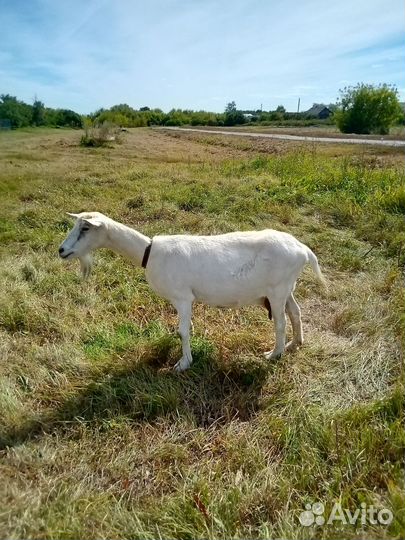 Козы: Зааненская, Альпийская