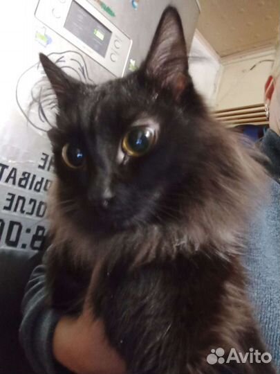 Бобтейл котик