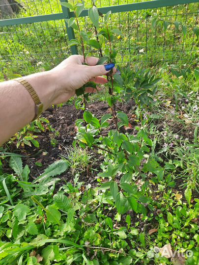 Чубушник земляничный