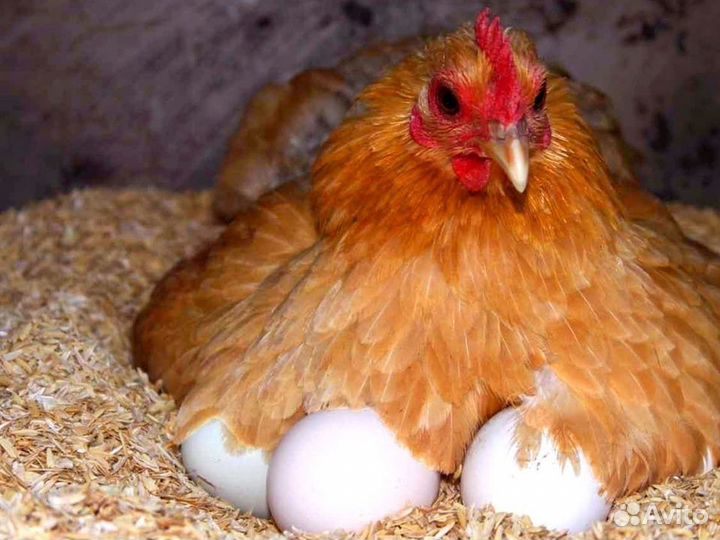 Куры несушки