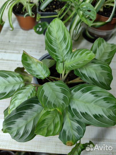 Набор растений для фитостены, цена за всё