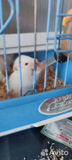 Сирийский хомяк белый малыши