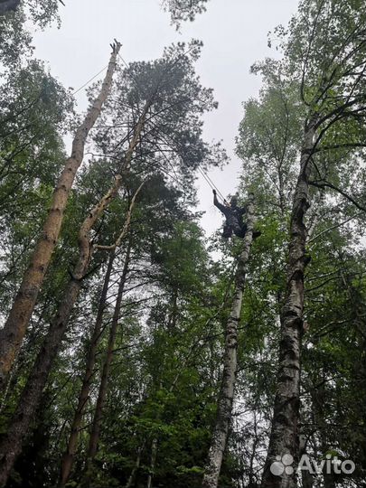 Спил деревьев