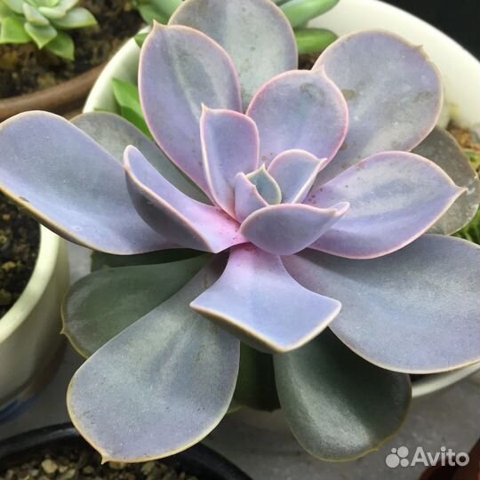 Эхеверия перл нюрнберг суккулент