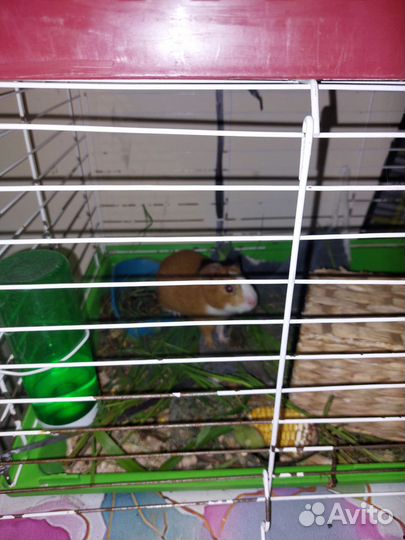 Морская свинка с клеткой бесплатно