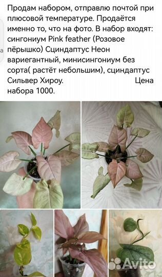 Наборы сортовых комнатных цветов. Эконом вариант