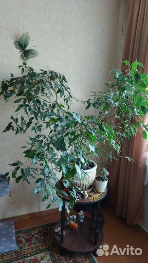 Фикус бенджамина