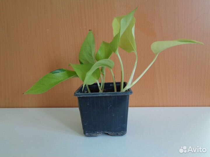 Комнатные растения