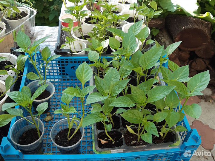 Рассада перца