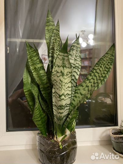 Сансевиерия. Щучий хвост