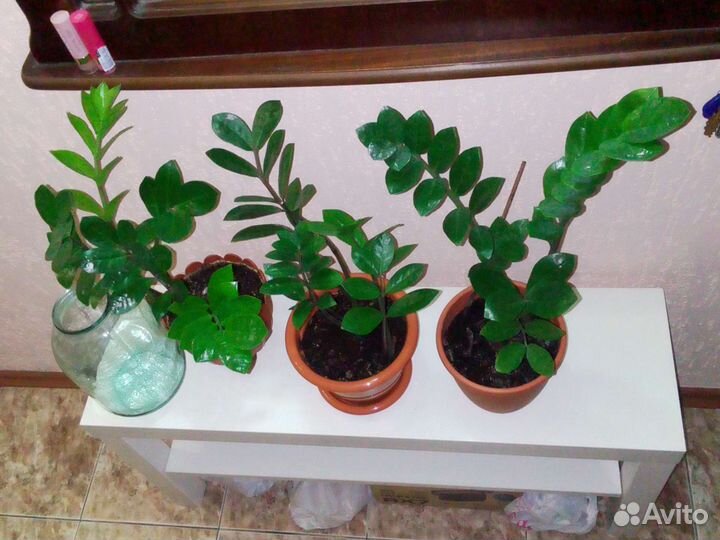 Замиокулькас долларовое дерево