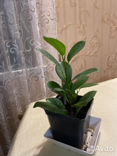 Фикус микрокарпа мокламе