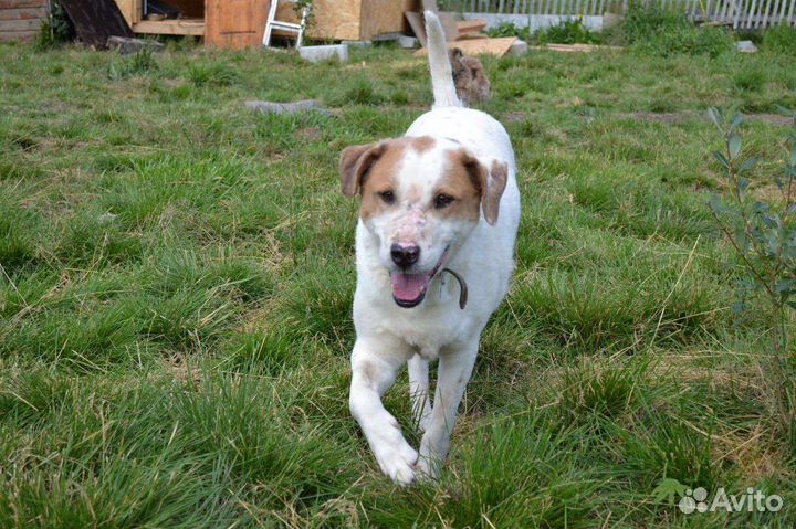 Дима чудесный дружелюбный пёс