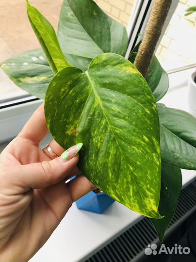 Эпипремнум хвост дракона