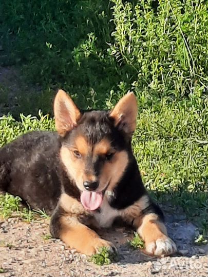 Щенок в добрые руки