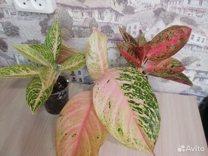 Аглаонема супер вайт, бидадари, лаки