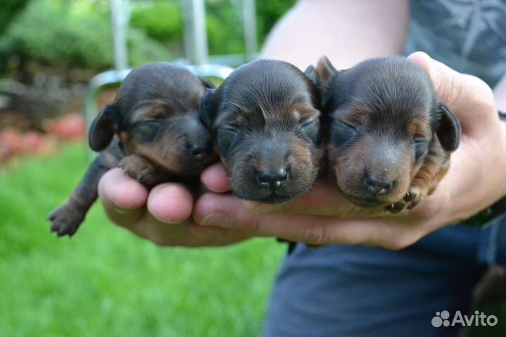 Такса кроличья/миниатюрная длинношерстная