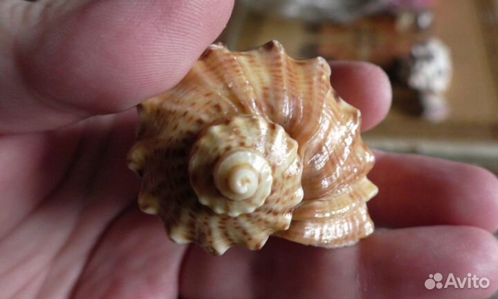 Морские ракушки раковины