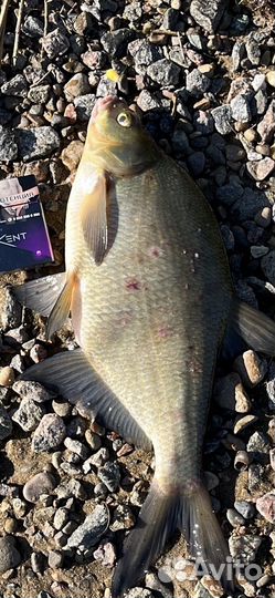 Подсачек карповый FOX