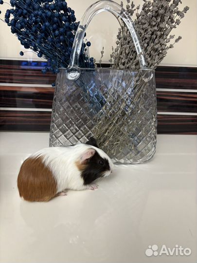 Морская свинка - розетки гладкошерстные