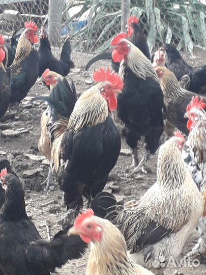 Куры Бентамки