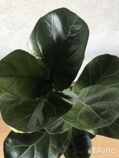 Фикус Лирата бамбино