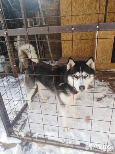 Хаски бесплатно