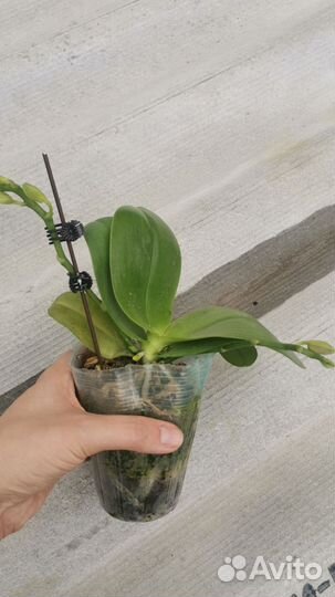 Ароматный фаленопсис-мини, Shanel