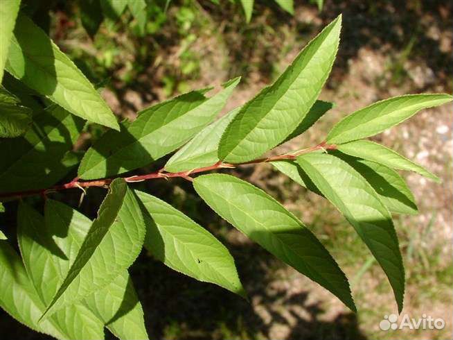 Сакура мини