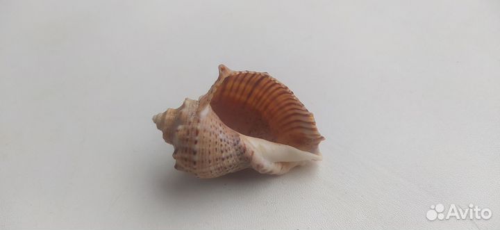 Сувенир ракушка