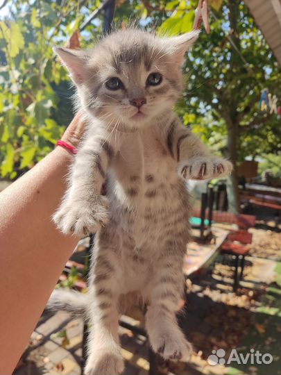 Кошки в добрые руки бесплатно